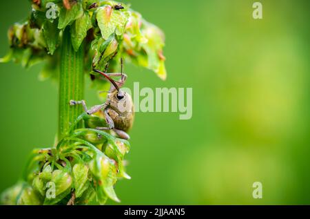 Close-up macro shot of a small Hazelnut weevil (Curculio nucum) climbing a plant. Green blurred background. Stock Photo