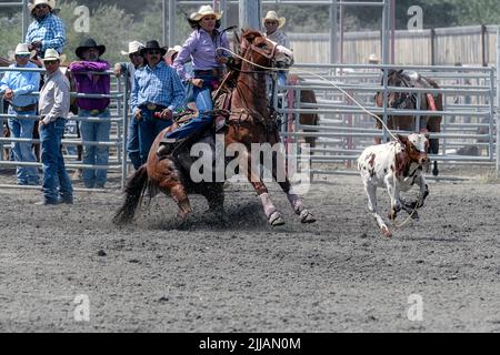 Breakaway calf roping event at the Tsuut'ina Annual Rodeo & Pow Wow. Alberta Canada Stock Photo