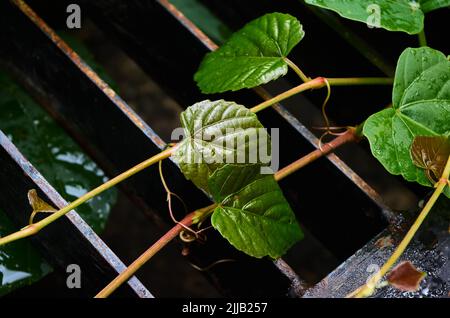 The leaves and vine on the metal grid of the drainage trough Stock Photo