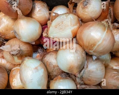 Onions brown color in pile close up view in shop tray Stock Photo