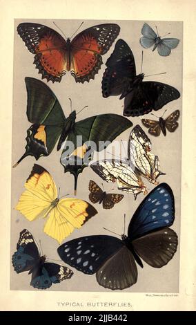 Typical Butterflies from The royal natural history EDITED  BY RICHARD LYDEKKER Volume VI 1896 Stock Photo