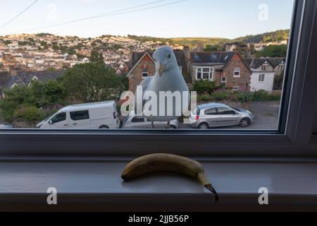 Curious sea gull staring at banana, Ilfracombe, Britain Stock Photo
