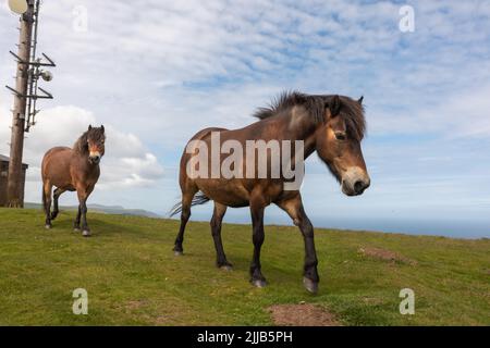 Exmoor ponies walking on the coast path near Lynton, Devon, Britain Stock Photo