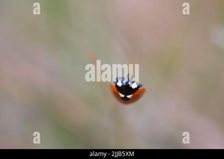 Ladybug climbing on a grass straw Stock Photo