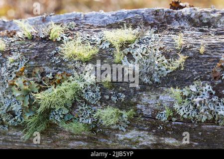 Tree with moss and lichens Stock Photo