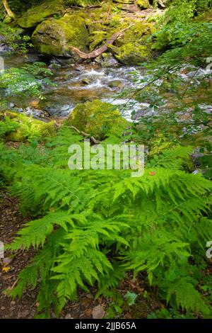 Way to Watersmeet, Lynmouth, Devon Stock Photo