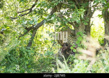 Leopard, Okavango delta game park Stock Photo
