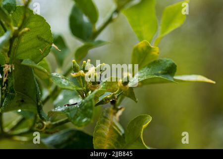 New growing tiny lemons growing on the tree. Selective focus, close up Stock Photo