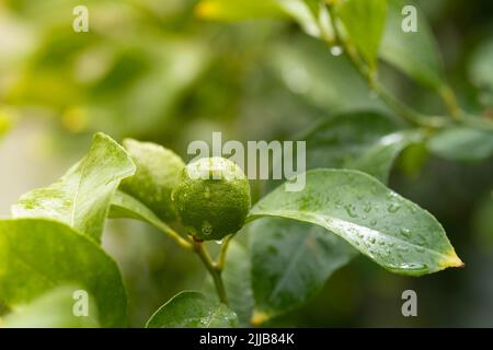 Unripe green lemons citrus fruits on the tree, close up. Copy space Stock Photo