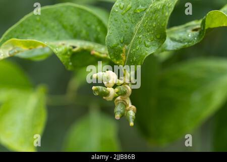 New growing tiny lemons growing on the tree. Selective focus, close up Stock Photo