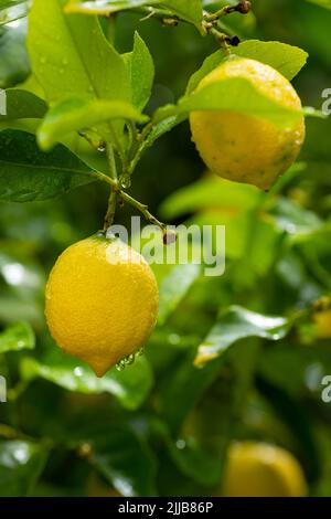 Ripe lemons hanging on a tree. Growing a lemon. Mature lemons on tree. Selective focus and close up. Stock Photo