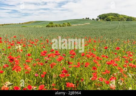 Vibrant red poppy flowers at the edge of a wheat field on baltic Sea island Langeland, Denmark Stock Photo