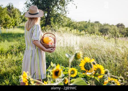 Woman wearing dress and straw hat is holding wicker basket with harvested pumpkins. Female farmer working in organic garden at summer Stock Photo