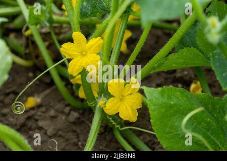 Small cucumber with yellow flower and tendrils close-up on the garden bed. The ovary of cucumber, young cucumber in garden. Blooming with yellow flowe Stock Photo