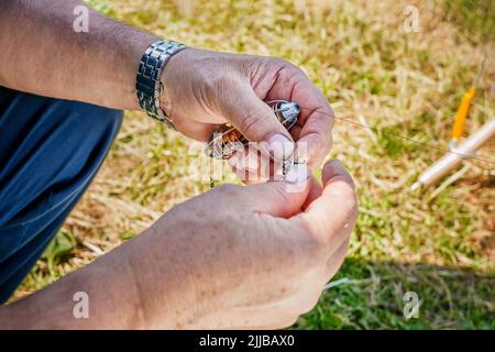 Fill the feeder with your hands for catching carp and other types of fish. bait clings to the hook. hobbies healthy lifestyle. Stock Photo