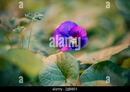 Violet purple pansy flower blooming in the garden with a blurred green background in spring, selective focus close-up shot Stock Photo
