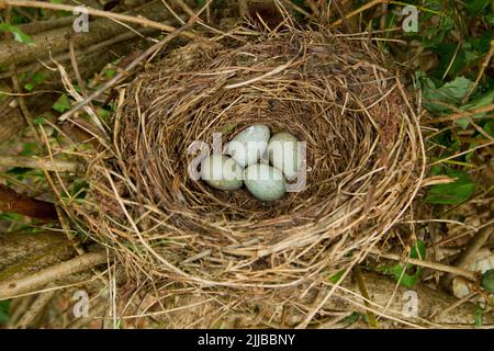 Common blackbird Turdus merula, deserted nest with four eggs, Weston-Super-Mare, Somerset, UK, July Stock Photo