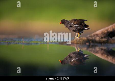 Common moorhen Gallinula chloropus perched on log, Lake Csaj, Hungary in June. Stock Photo