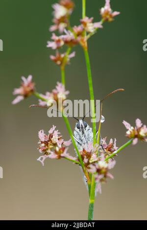 Marbled white Melanargia galathea, roosting on Sharp-flowered rush at Alners Gorse, Dorset in July. Stock Photo