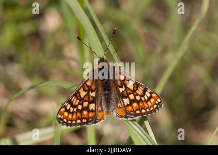 Marsh fritillary Euphydryas aurinia, male basking in meadow, Hazelbury Common, Wiltshire, UK, May Stock Photo