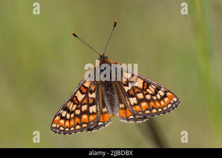 Marsh fritillary Euphydryas aurinia, male basking in meadow, Hazelbury Common, Wiltshire, UK, May Stock Photo