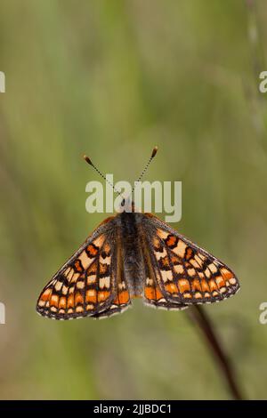 Marsh fritillary Euphydryas aurinia, male basking in meadow, Hazelbury Common, Wiltshire, UK, May Stock Photo