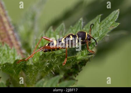 Wasp beetle Clytus arietis, adult, perched on Common nettle, Strumpsjaw Fen, Norfolk, UK in June. Stock Photo