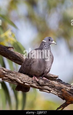 White-collared pigeon Columba albitorques, adult perched in trees, Portuguese Bridge, Ethiopia in February. Stock Photo