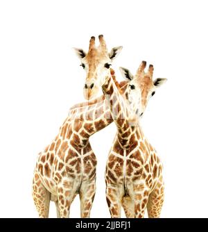 Two cute curiosity giraffes. Isolated on white background Stock Photo