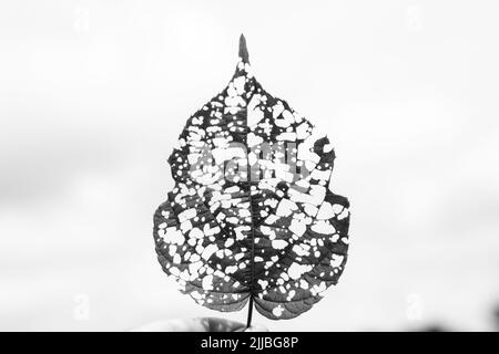 isolated image of an actinidia leaf with holes eaten by caterpillars Stock Photo