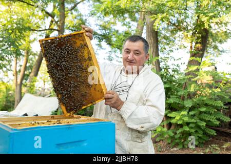 a beekeeper inspecting his hives. many bees on honeycomb. Beekeeper looking for a queen Stock Photo