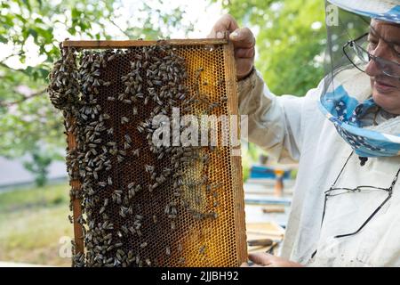 a beekeeper inspecting his hives. many bees on honeycomb. Beekeeper looking for a queen Stock Photo