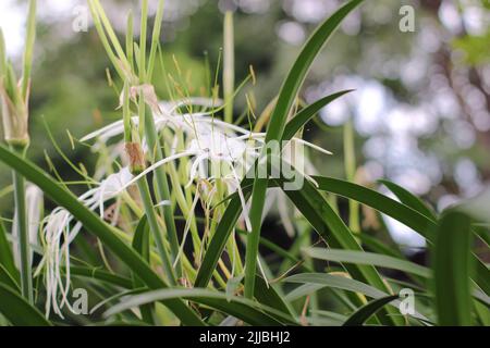 close up of spider lily flower plant aesthetic Stock Photo