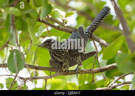 Asian koel Eudynamys scolopacea, adult female, perched in tree canopy, Irai Safari Retreat, Tadoba, India, May Stock Photo