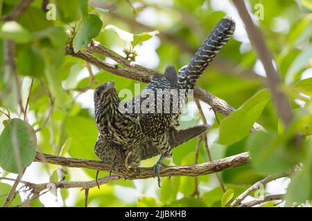 Asian koel Eudynamys scolopacea, adult female, perched in tree canopy, Irai Safari Retreat, Tadoba, India, May Stock Photo