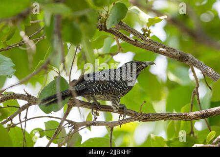 Asian koel Eudynamys scolopacea, adult female, perched in tree canopy, Irai Safari Retreat, Tadoba, India, May Stock Photo