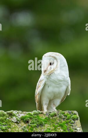 Barn owl Tyto alba (captive), adult perched on mossy roof, Hawk Conservancy Trust, Andover, Hampshire, UK, November Stock Photo