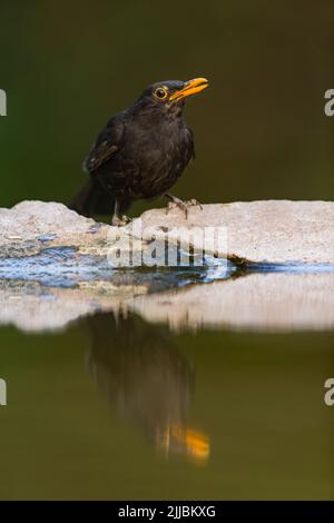 Common blackbird Turdus merula, juvenile male drinking from woodland pool, Tiszaalpár, Hungary, July Stock Photo