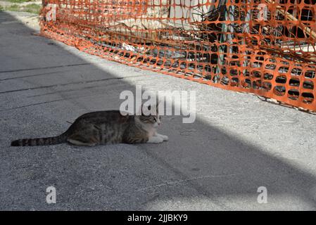 Cat standing on the ground near a construction site Stock Photo