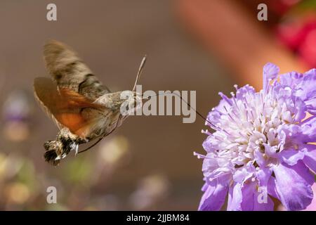 Colourful Humming-Bird Hawk Moth (Macroglossum stellatarum) Feeding on a Thrift Plant in a Devon Garden. Stock Photo