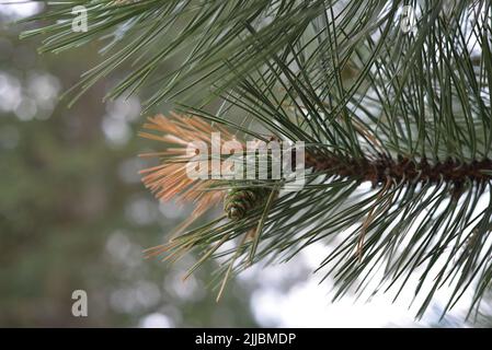 Photo of a green pinecone hanging from a pine with a blurred background Stock Photo