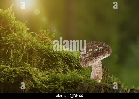 Mushroom in a clearing in the forest, abstract background Stock Photo