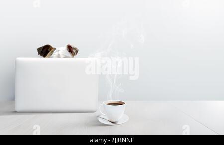Bulldog using a laptop computer in a white room with a hot cup of coffee. Funny online class or work concept with copy space. Stock Photo