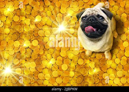 Happy pug dog sitting on a pile of glittering gold coins. Stock Photo