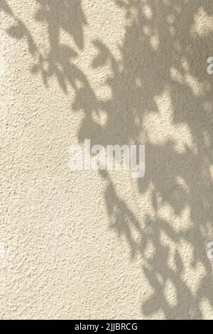 Trees branch and leaf with shadow on a beige concrete wall, natural texture. Abstract background. Copy space. Summer grunge wallpaper with minimal con Stock Photo