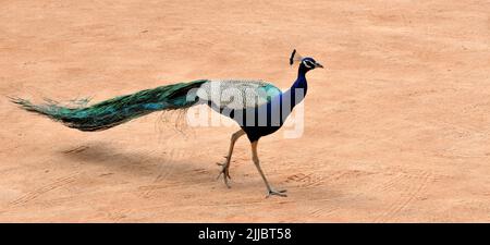New Delhi, New Delhi, India. 25th July, 2022. Pecock Walk in New Delhi, India, Monday (Credit Image: © Ravi Batra/ZUMA Press Wire) Stock Photo
