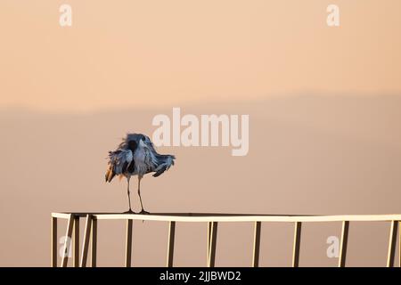 Funny wet gray heron bird stands and dries feathers on sunrise sky background Stock Photo