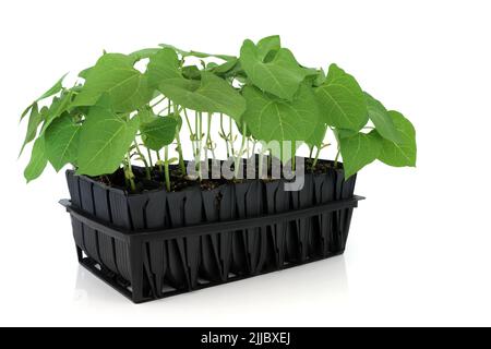 Runner bean plants growing in root trainer seedling tray to develop growth prior to planting out. Upright module in black plastic on white background Stock Photo