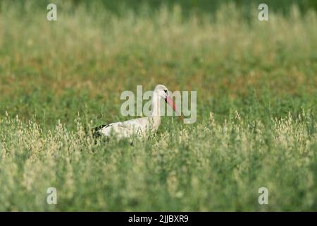 White stork Ciconia ciconia, adult, foraging through meadow, Tiszaalpár, Hungary in July. Stock Photo