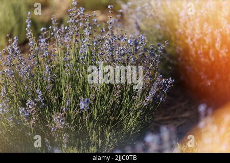 Lavender bushes close-up in the sun. Stock Photo